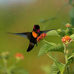 Colibri rubis-topaze