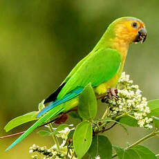 Conure cuivrée