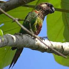 Conure versicolore