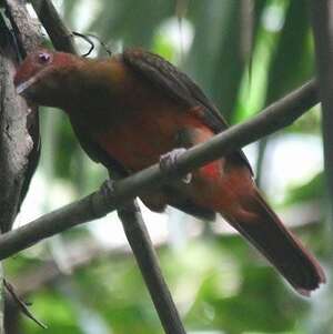 Cotinga ouette