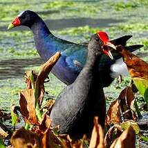 Gallinule d'Amérique