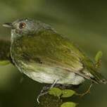 Manakin à tête blanche