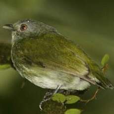 Manakin à tête blanche