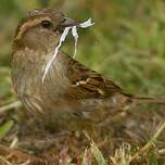 Moineau domestique