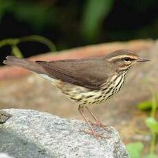 Paruline des ruisseaux