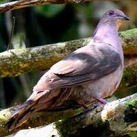 Pigeon vineux