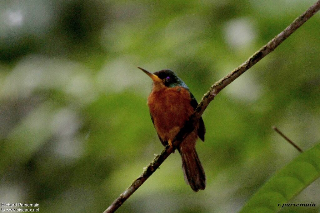 Yellow-billed Jacamaradult