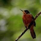 Jacamar à bec jaune