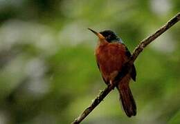 Yellow-billed Jacamar