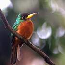 Jacamar à bec jaune