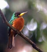 Yellow-billed Jacamar