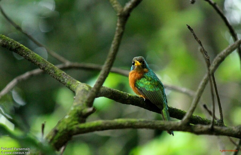 Yellow-billed Jacamar female adult