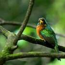 Jacamar à bec jaune