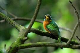 Yellow-billed Jacamar