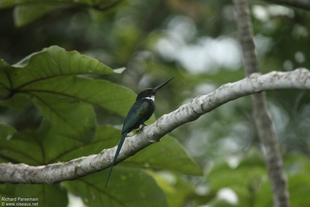 Jacamar à longue queueadulte