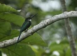 Jacamar à longue queue