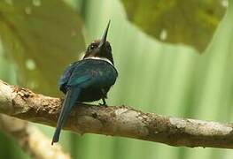 Jacamar à longue queue