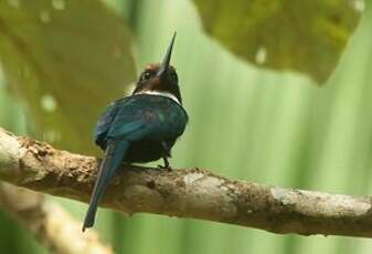 Jacamar à longue queue