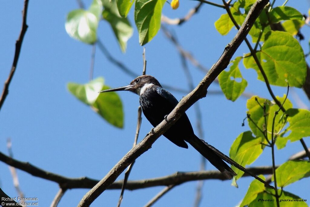 Jacamar à longue queue