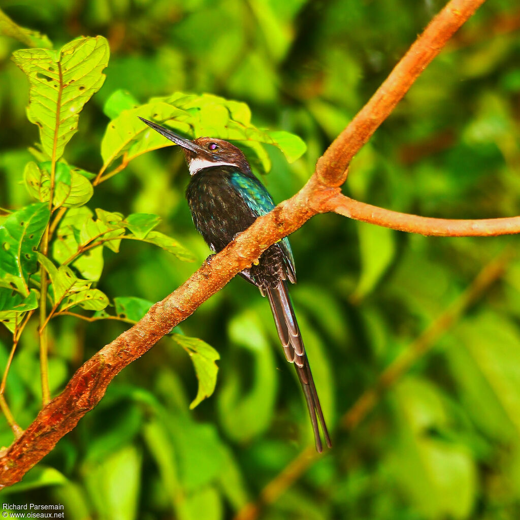 Jacamar à longue queueadulte