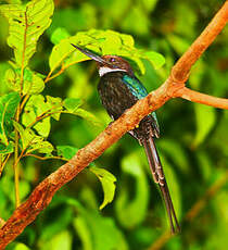 Jacamar à longue queue