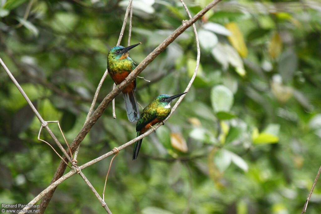 Jacamar vert adulte