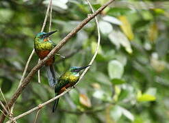 Green-tailed Jacamar