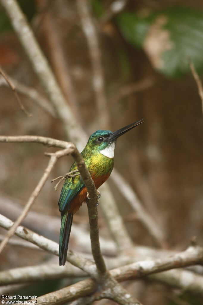 Jacamar vert mâle adulte