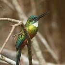 Jacamar vert