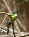 Jacamar vert