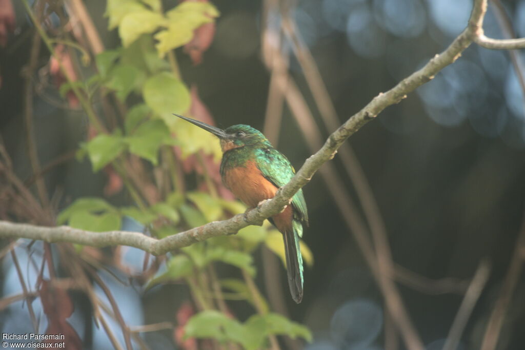 Jacamar vert femelle adulte