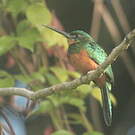 Jacamar vert