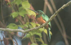 Green-tailed Jacamar