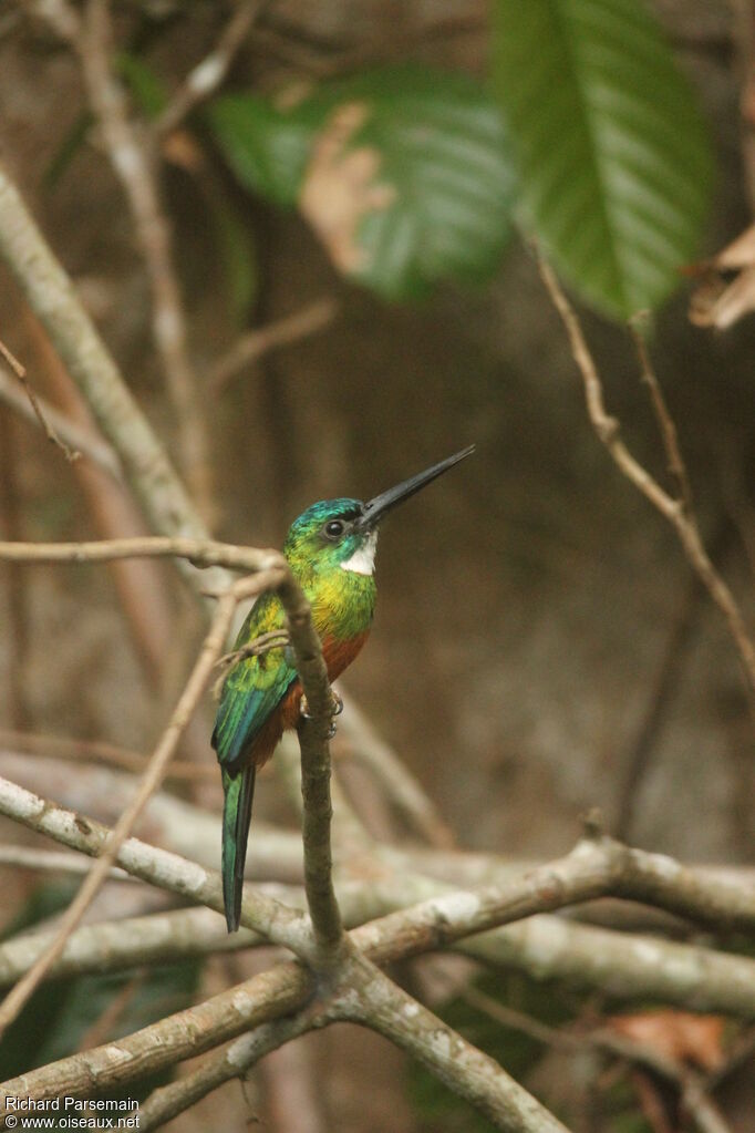 Green-tailed Jacamar male adult