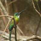 Jacamar vert