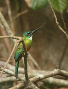 Green-tailed Jacamar