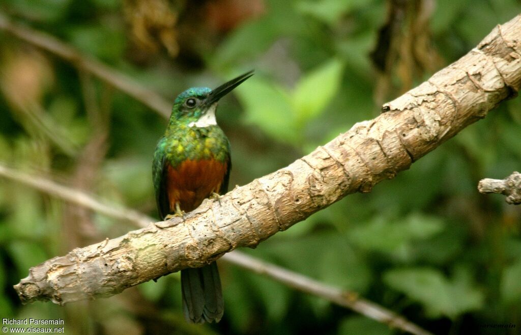 Jacamar vertadulte