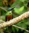 Jacamar vert