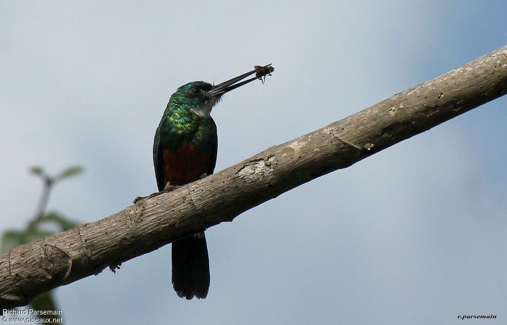 Jacamar vert mâle adulte, pêche/chasse