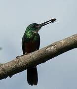 Green-tailed Jacamar