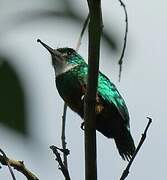 Green-tailed Jacamar