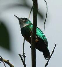 Jacamar vert