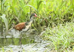 Wattled Jacana