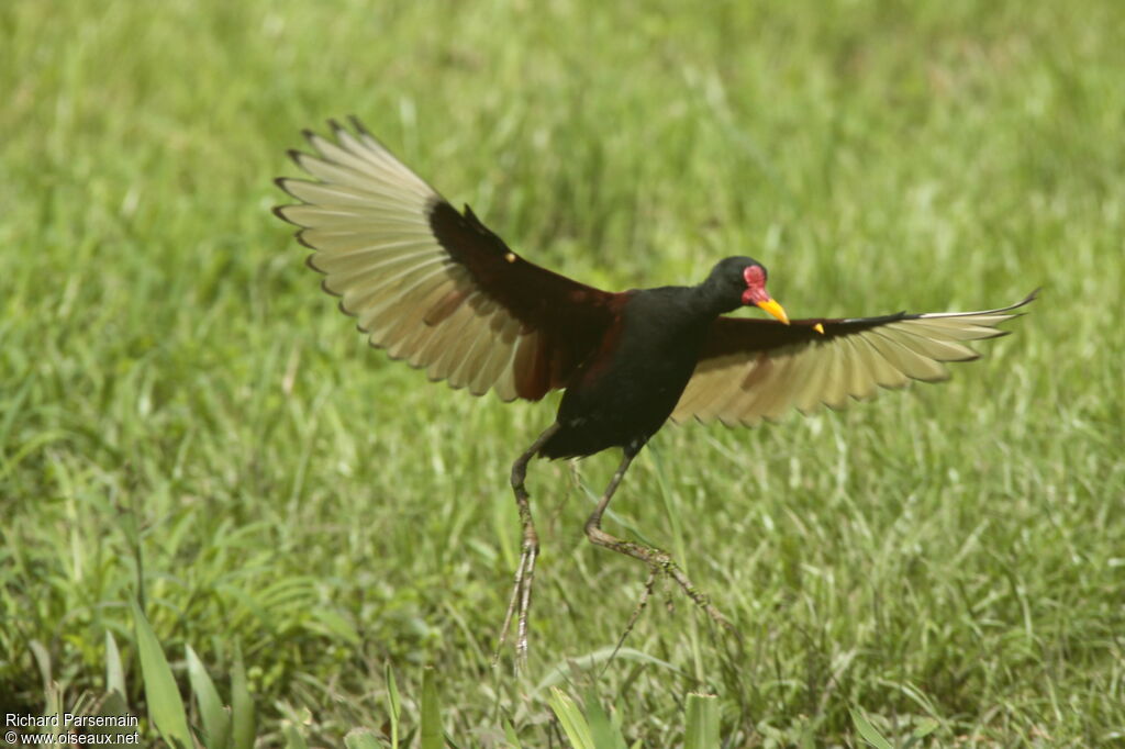 Jacana noiradulte