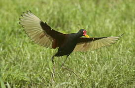 Wattled Jacana