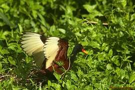 Wattled Jacana