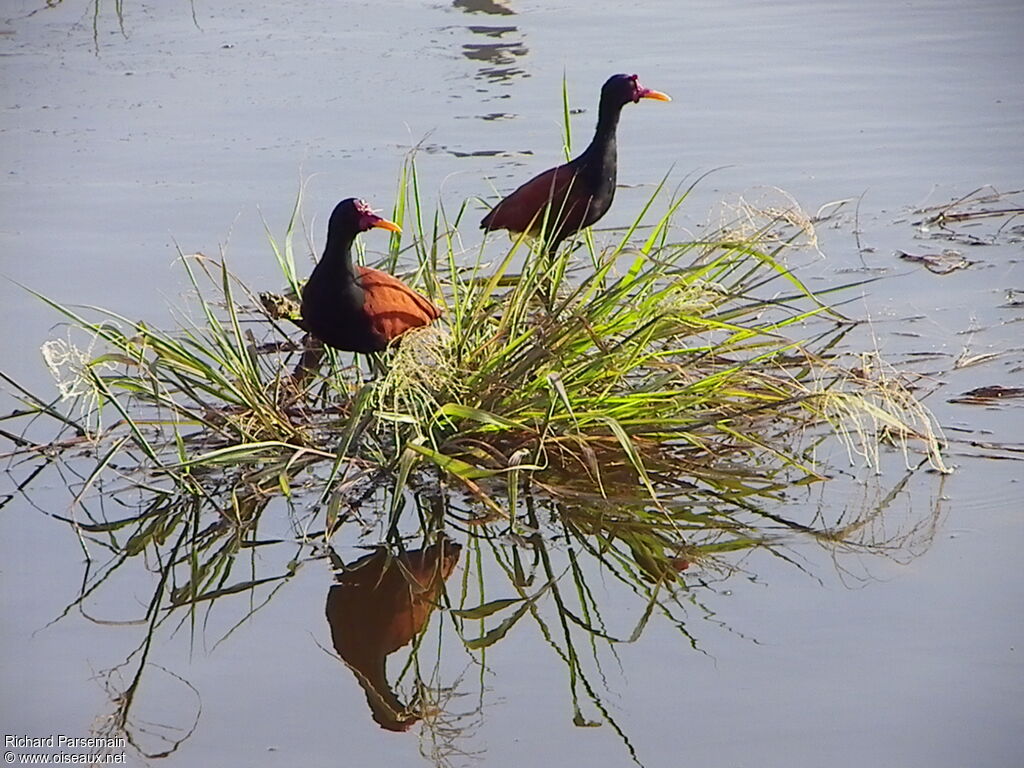 Wattled Jacanaadult