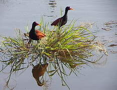 Wattled Jacana