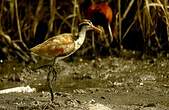 Jacana noir