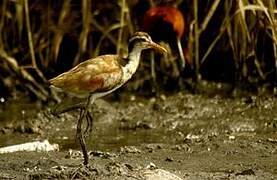 Wattled Jacana